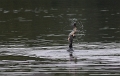 Aalscholver - Zeelt - 2008 - 5